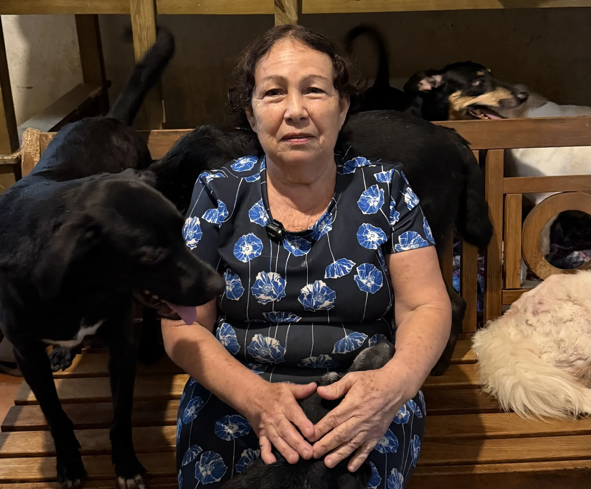 Cachorra abraçada pela voluntária
