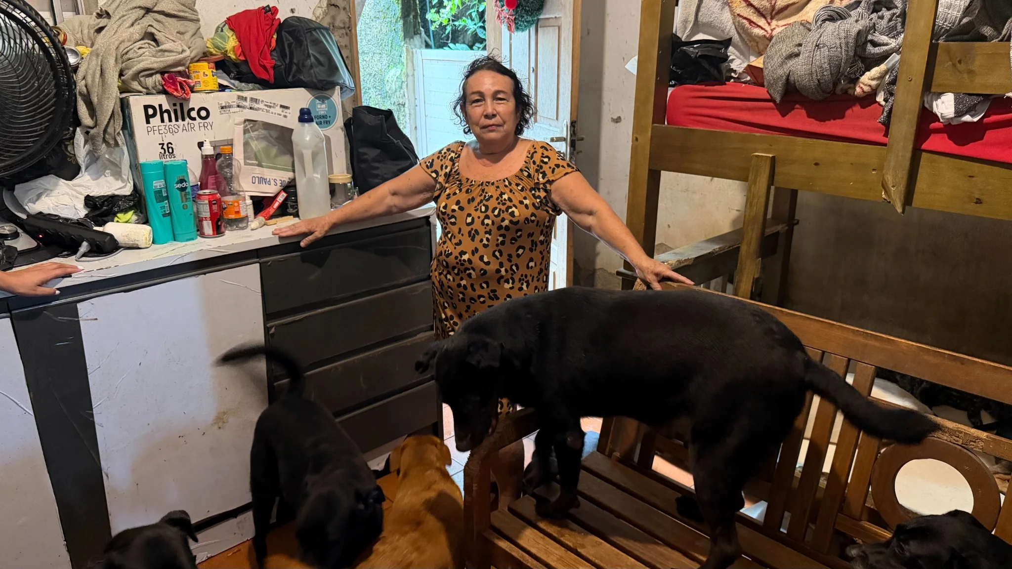 Cão olhando para a câmera